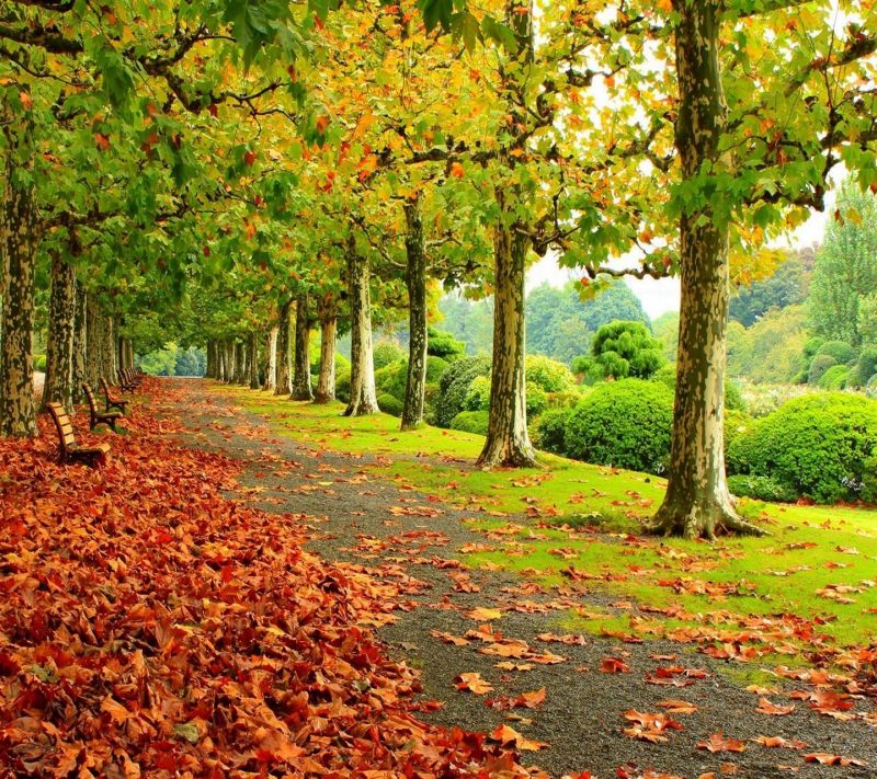 sunlight, forest, leaves, nature, tree, trees sunlight, forest, leaves, nature, tree, trees