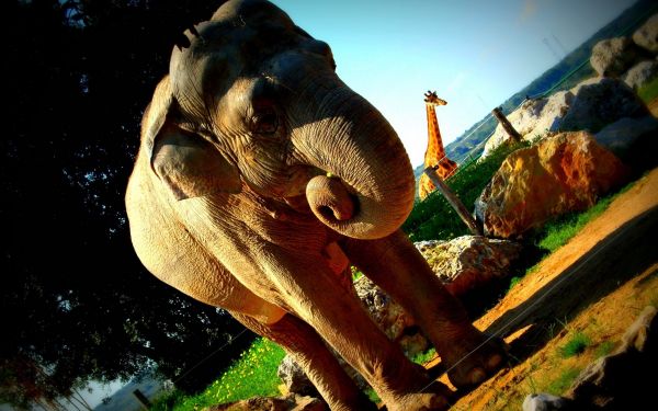 elephant,giraffe,nature reserve,huge
