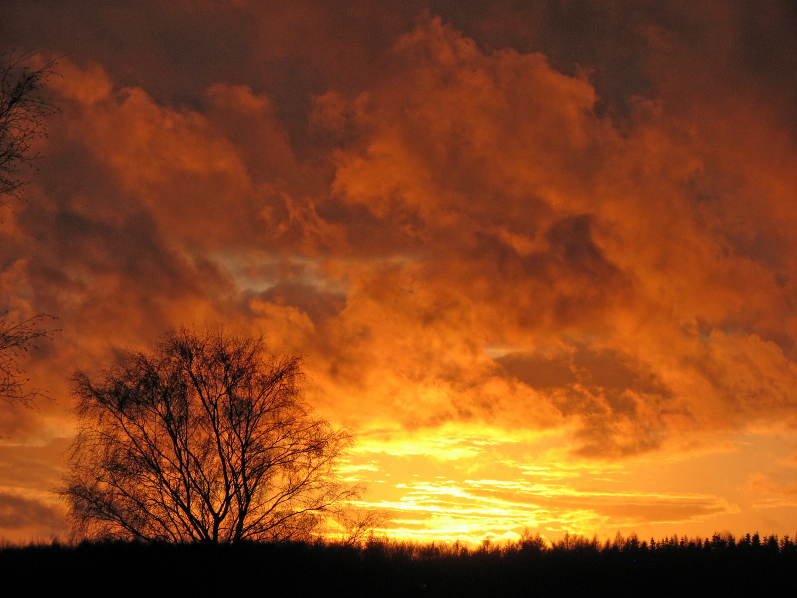 stromy, západ slunce, nebe, mraky, Dánsko, Únor, mywinners, alemdagqualityonlyclub, 100commentgroup