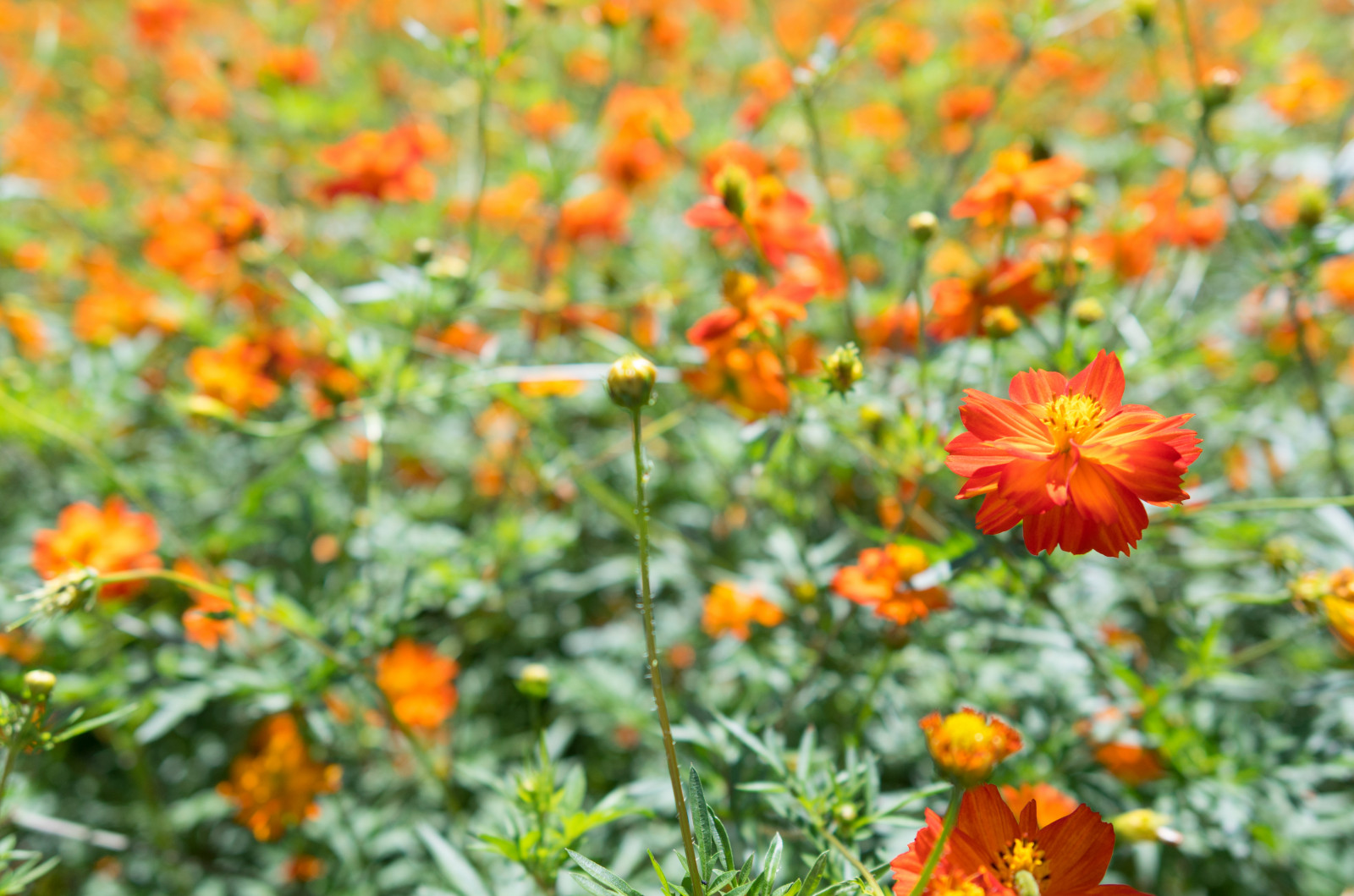 Japonsko, Příroda, pole, Leica, Tokio, jp, podzim, květ, rostlina, flóra, CC, okvětní lístek, louka, T, leicat, Summicron, CreativeCommons, summicron235, 235, divoká rostlina, prérie, botanika, suchozemská rostlina, kvetoucí rostlina, jednoletá rostlina, daisy rodina, síry kosmos