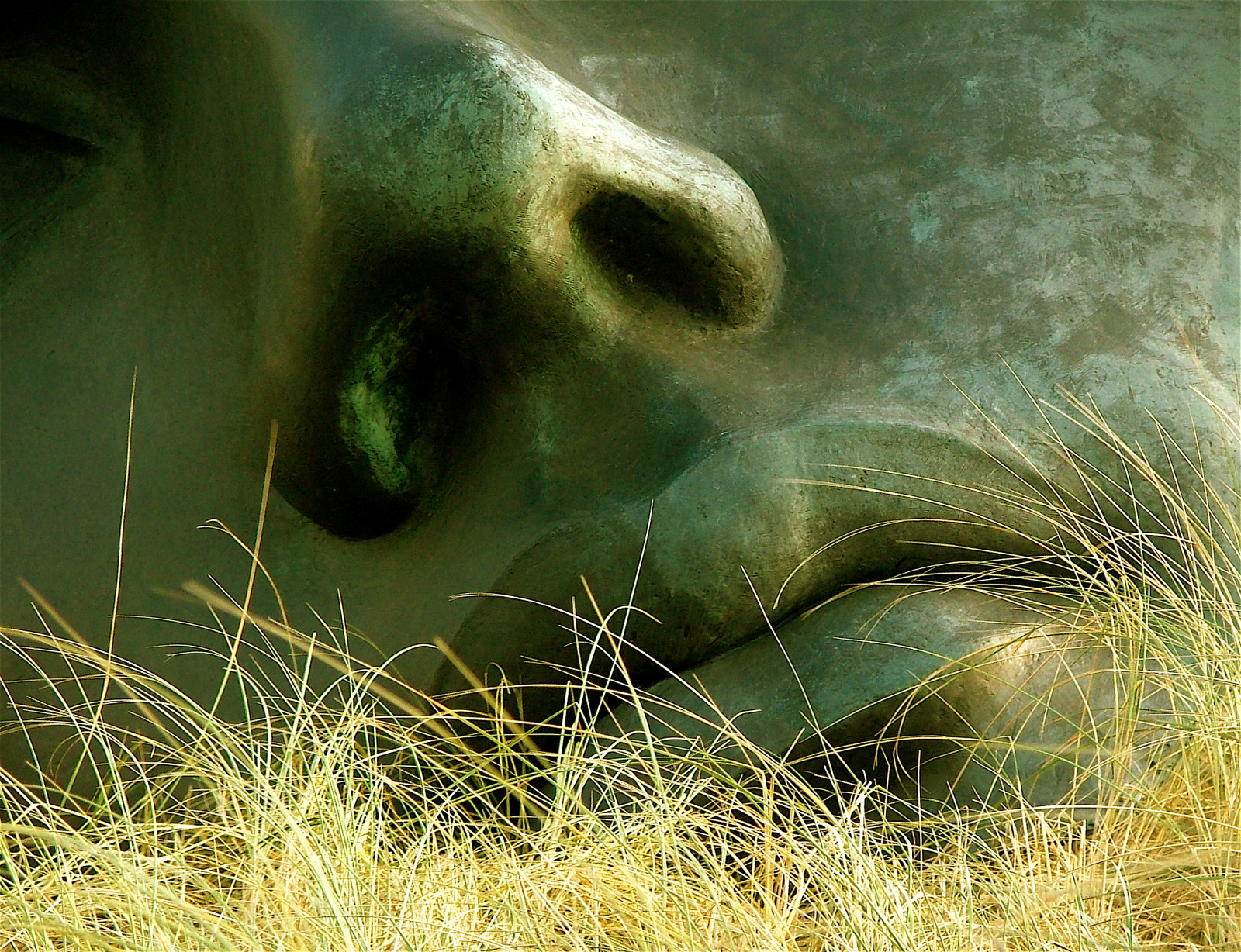 tráva, zelená, Volně žijících živočichů, muzeum, Scheveningen, strom, pramen, kust, fauna, mooi, denhaag, thehague, počítač tapeta, zblízka, ekosystém, čenich, organismus, zee, útočiště, sochař, wandelen, Hofstad, roel1943, roelwijnants, hofstijl, mooidenhaag, wandelvondsten, Beeldenaanzee, Lightofthemoon, Badplaats, Beeldhouwer, Scheveningenbeach, Schatkamer, Kustplaats, Igormitora, Groetenuitscheveningen, Wandelvondst, Haagseschatkamer, stock photography