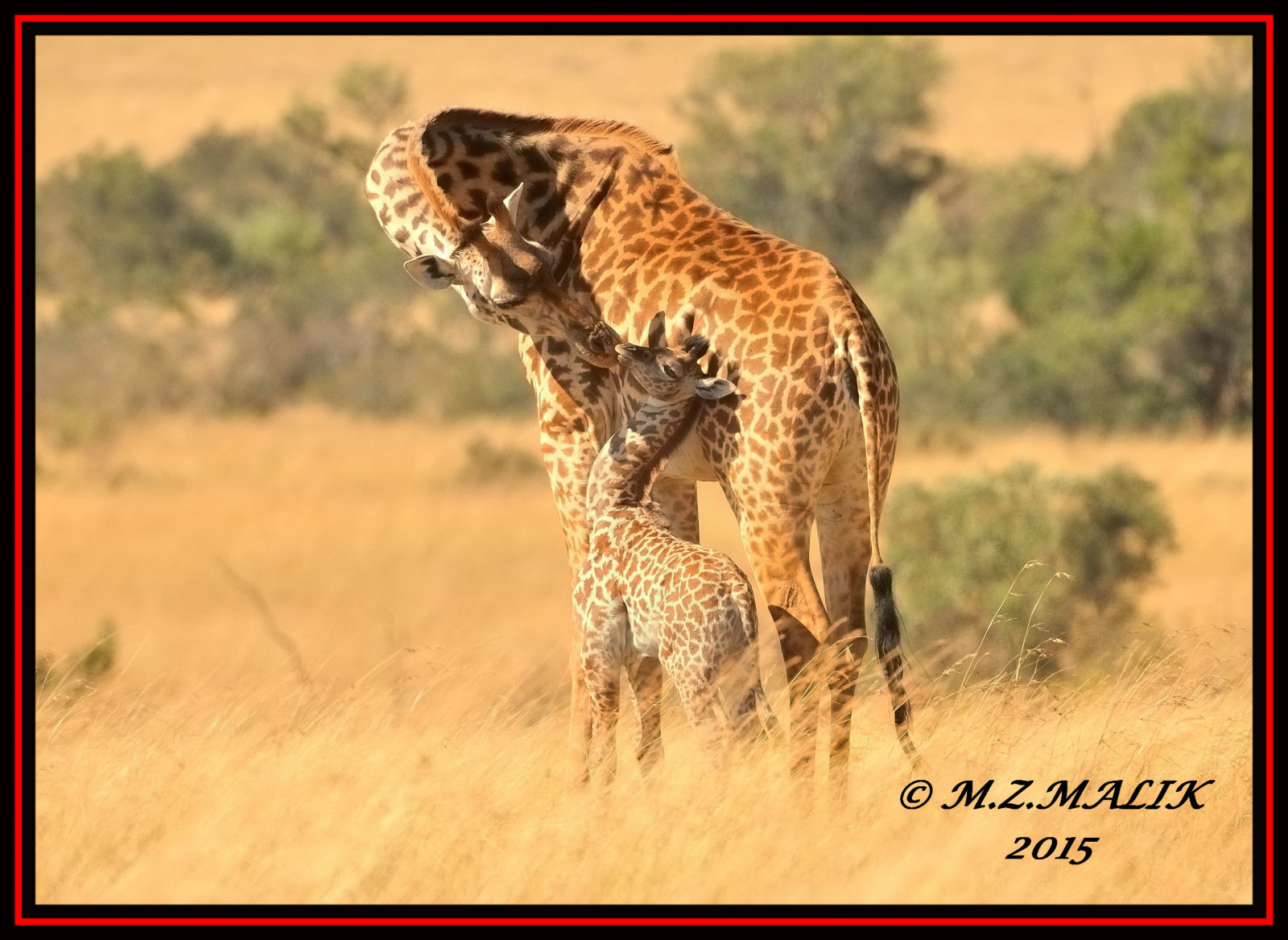 tráva, Volně žijících živočichů, Afrika, Nikon, velké kočky, Gepard, Keňa, lučina, Safari, ngc, fauna, savec, kočka jako savci, ekosystém, čenich, malé až středně velké kočky, savana, carnivoran, organismus, ekoregion, KWS, masaimara, D3x, 200400mm14afs, Exoticafricanwildlife, terrestrial animal