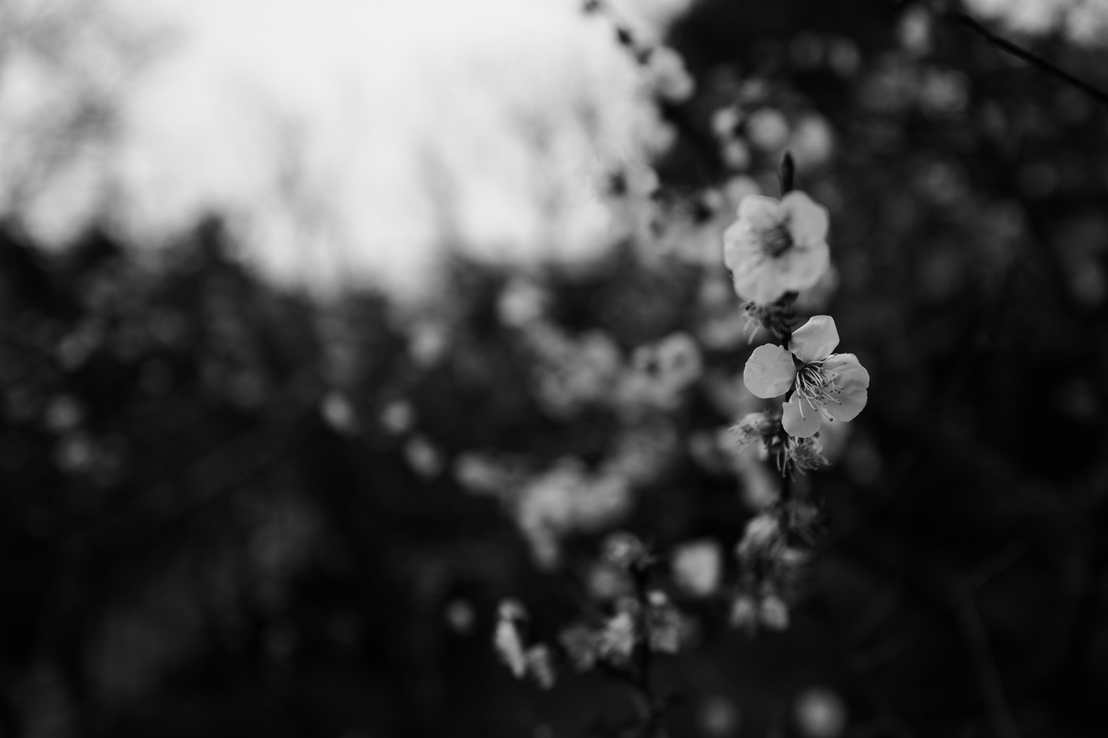 Japonsko, slunečnímu záření, bílý, Černá, černobílý, Příroda, sníh, zima, fotografování, větev, mráz, Leica, Tokio, zmrazení, jp, strom, list, květ, rostlina, sezóna, tma, summilux, leicaq, summilux1728, q, 1728, ikegamiibaien, Černý a bílý, monochromatické fotografování, zblízka, makro fotografie