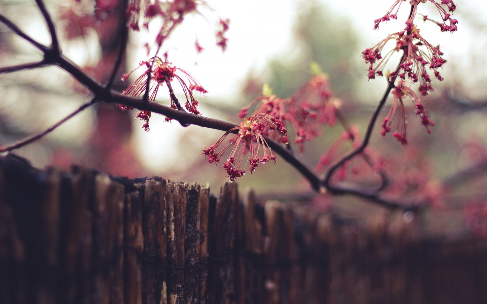 Trees Macro Spring Wallpaper : sunlight, nature, red, branch, morning, cherry blossom ...