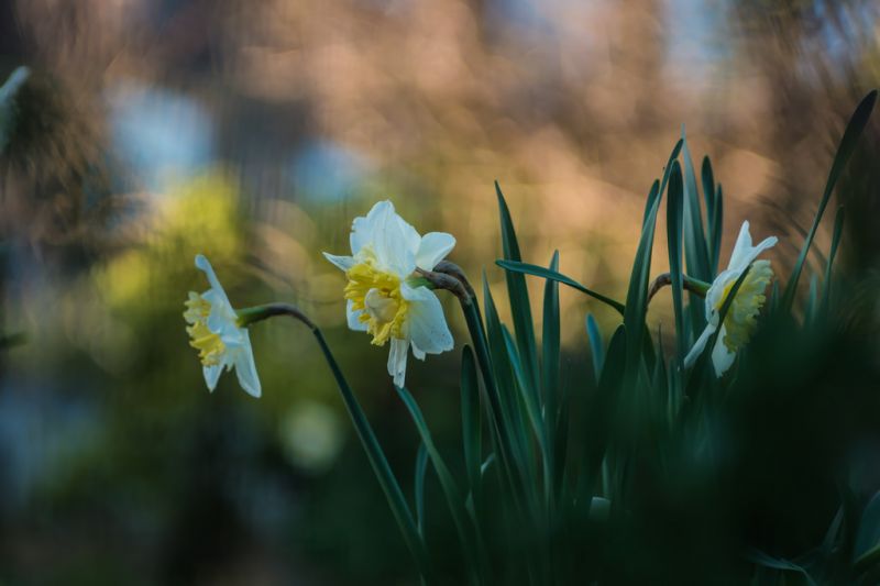 Kiron105mmf28macro,105mmf28macro,Samsung,Samsungnx,Samsungnx1,Nx1