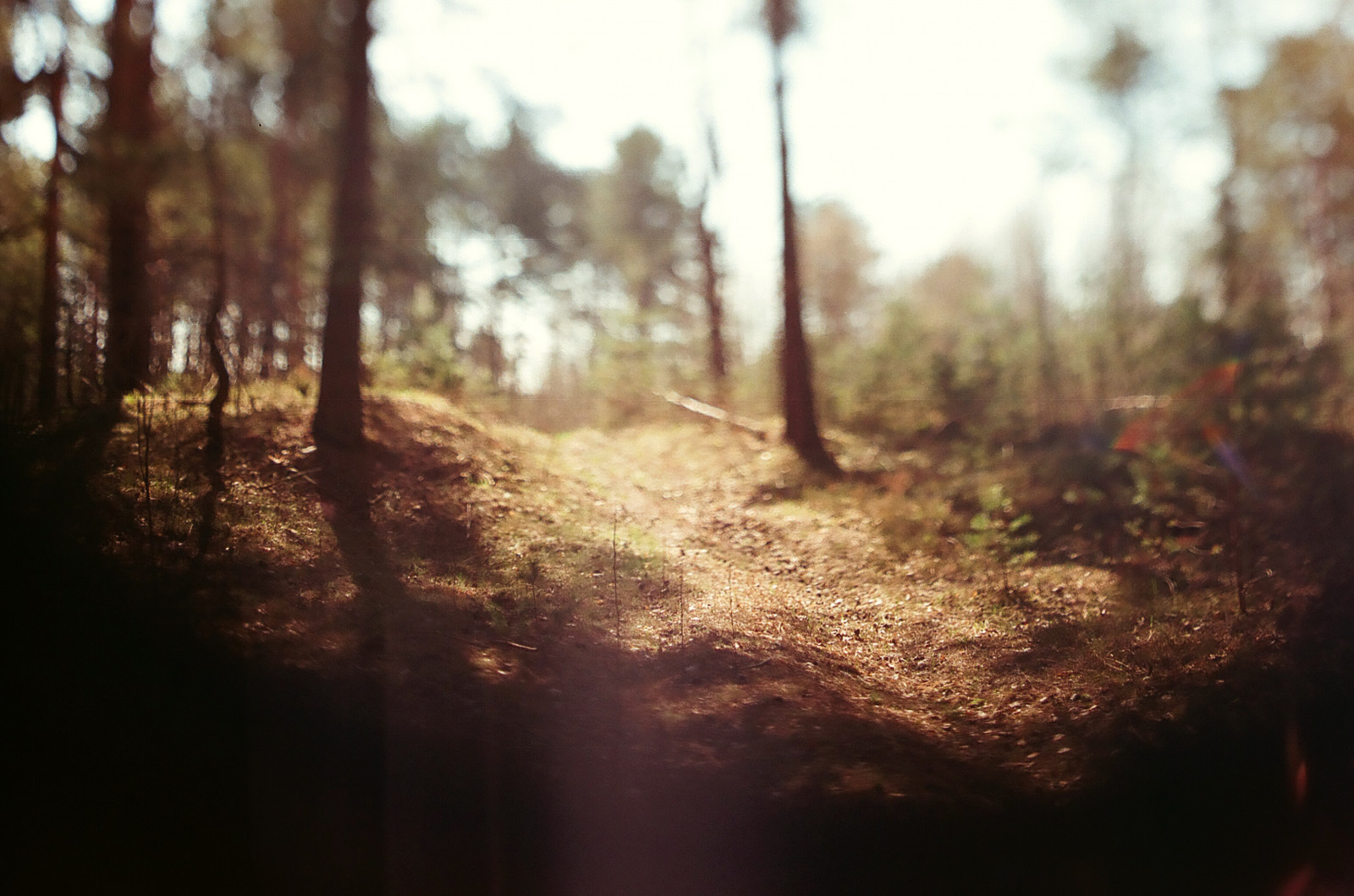 Příroda, zálesí, les, strom, dřevina, list, slunečnímu záření, světlo, cesta, ráno, podzim, atmosféra, větev, rostlina, tráva, nebe, půda, krajina, prales