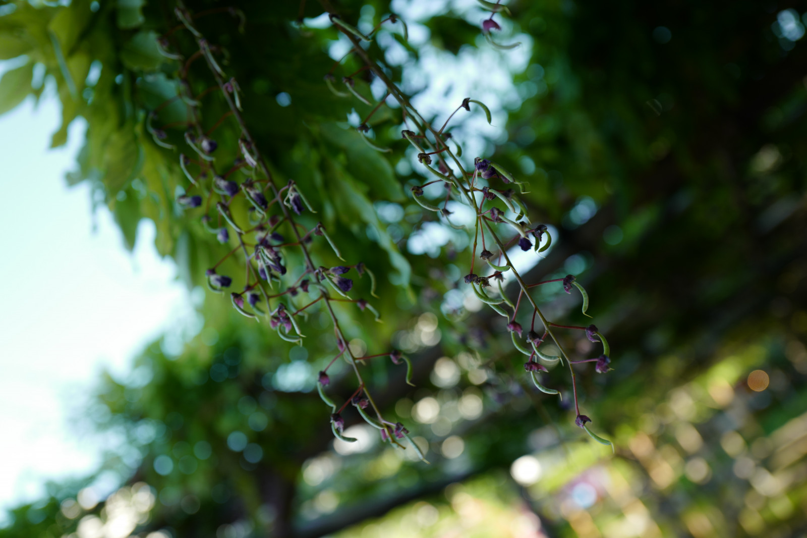 Japan, sollys, Skov, have, vand, natur, græs, afdeling, grøn, Leica, Tokyo, dug, Wisteria, Jp, træ, efterår, blad, blomst, plante, flora, summilux, leicaq, summilux1728, q, 1728, Kameido, fremstille, botanik, jord plante, vedplante, tæt på, Busk, makrofotografering, fugtighed