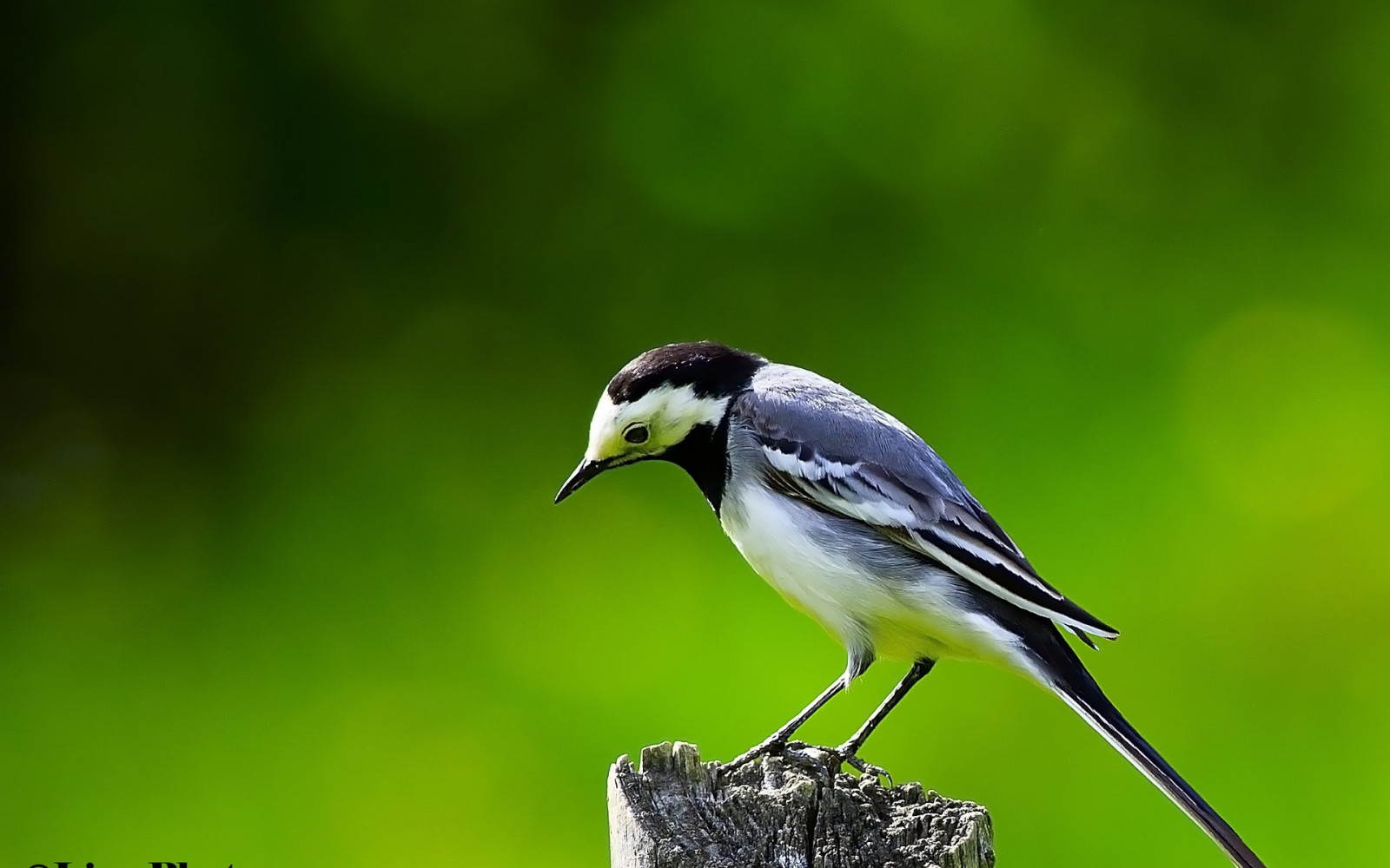 1920x1200 px, animale, uccello, uccelli, natura