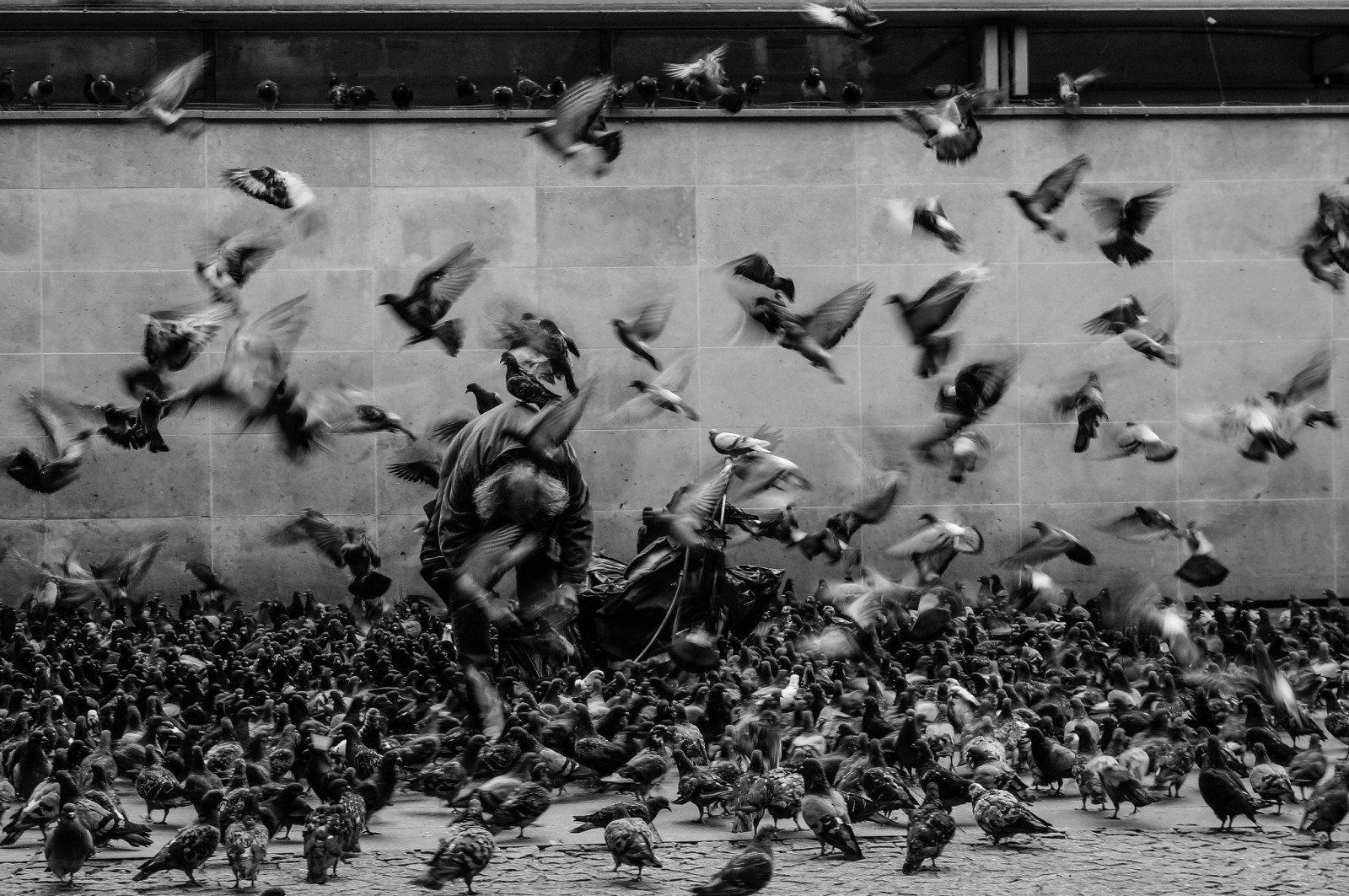 lidé, Černá, ptactvo, zvěř, černobílý, válka, fotografování, voják, holubi, rozostření pohybu, dav, Černý a bílý, monochromatické fotografování