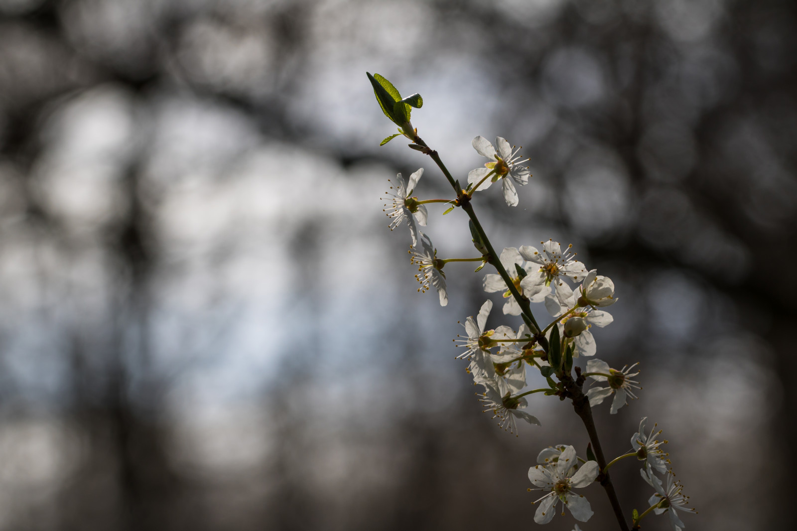 slunečnímu záření, bílý, černobílý, Příroda, sníh, zima, fotografování, větev, zelená, květ, jaro, strom, podzim, list, květ, rostlina, sezóna, Třešňový květ, flóra, v r, jaro, Alnarp, Blom, vit, větvička, botanika, zblízka, makro fotografie, závod stonek