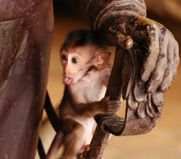 baby,face,tongue,kids,Thailand,monkey
