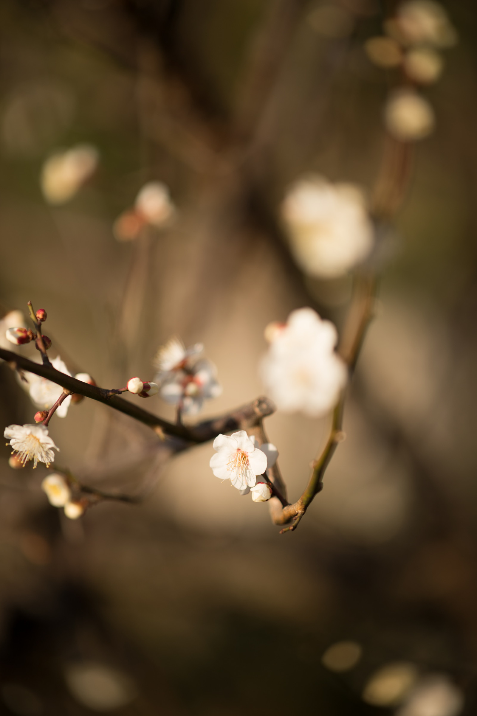 Japonsko, slunečnímu záření, Příroda, větev, Třešňový květ, Nikon, květ, jaro, Tokio, jp, strom, NIKKOR, podzim, list, květ, rostlina, sezóna, švestka, UME, flóra, okvětní lístek, afs105mmf14eed, afsnikkor105mmf14eed, df, Ikegami, japaneseapricot, ikegamiplumpark, větvička, vyrobit, botanika, zblízka, makro fotografie