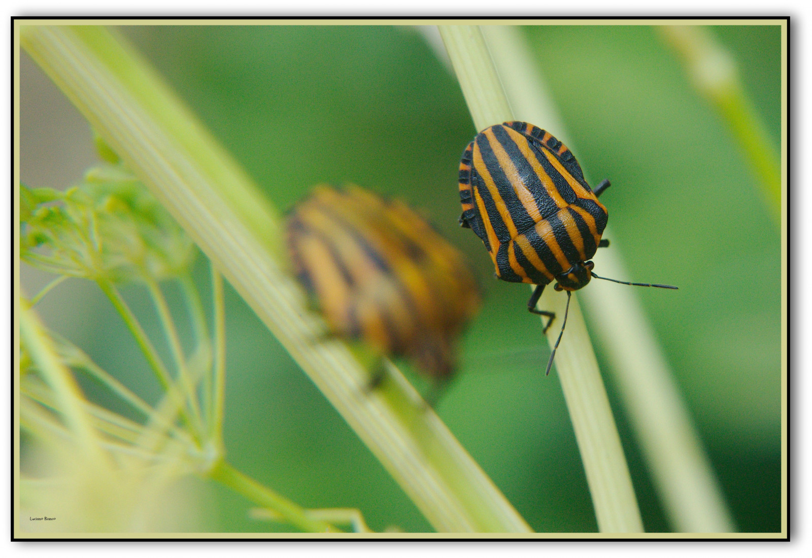 Anselmo Insect Wallpaper : macro, nature, animals, closeup, insect, photo ...