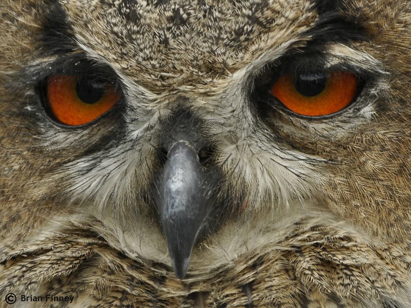 owl, beak, fauna, bird, bird of prey, close up owl, beak, fauna, bird, bird of prey, close up