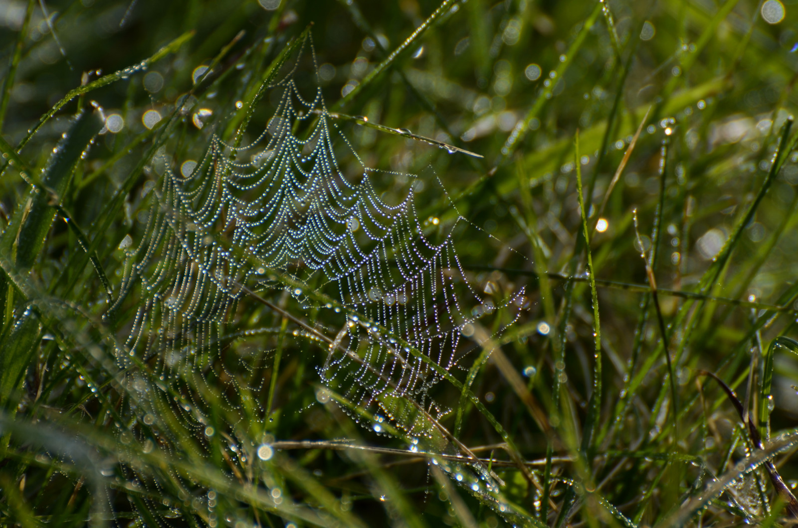 ráno, tráva, kapičky, bokeh, web, rosa, podsvícený, pavučiny, bussewoodsforestpreserve, nikond5100