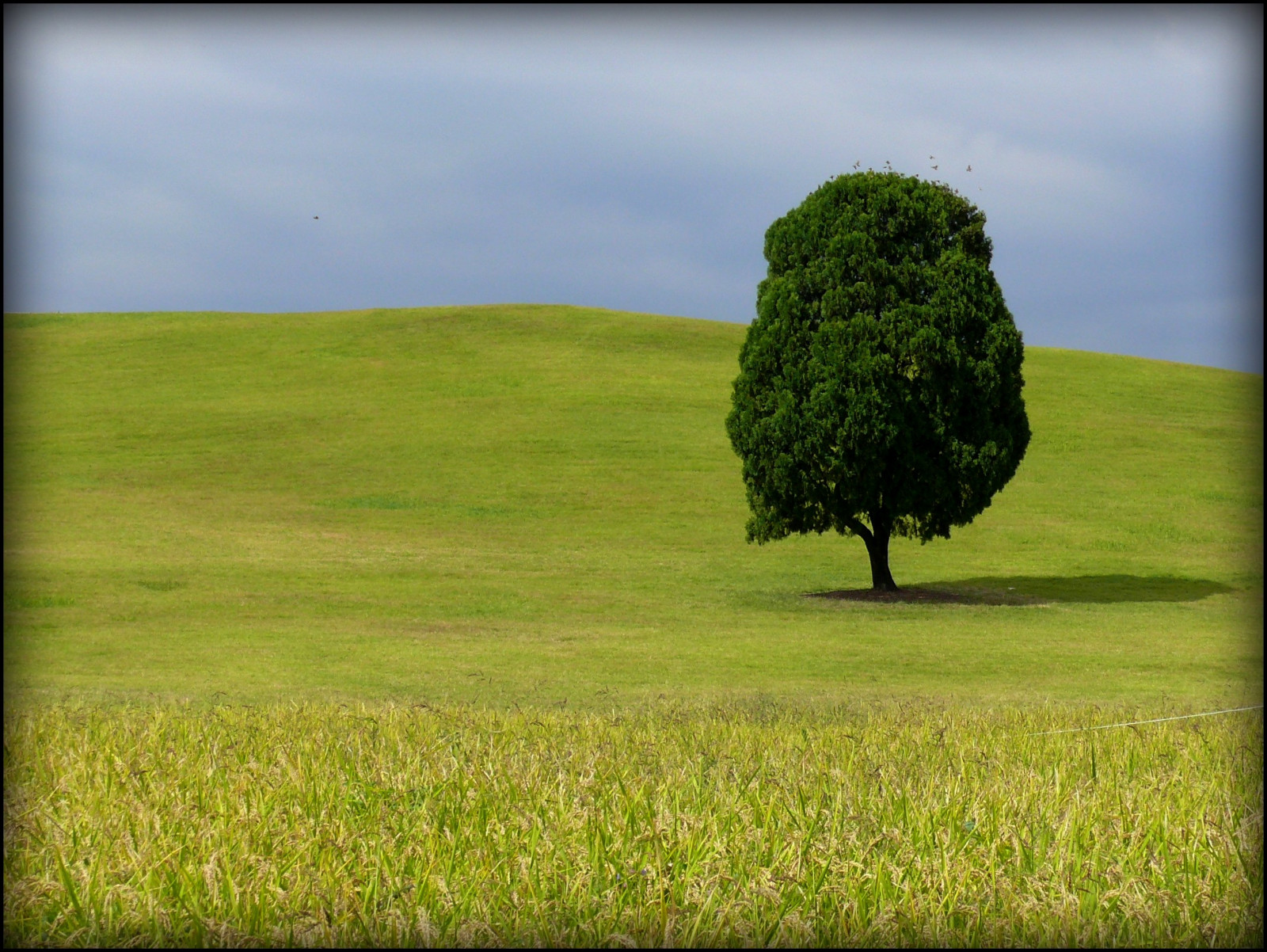 Wallpaper music, tree, green, field, grass, birds, yellow, U2, one
