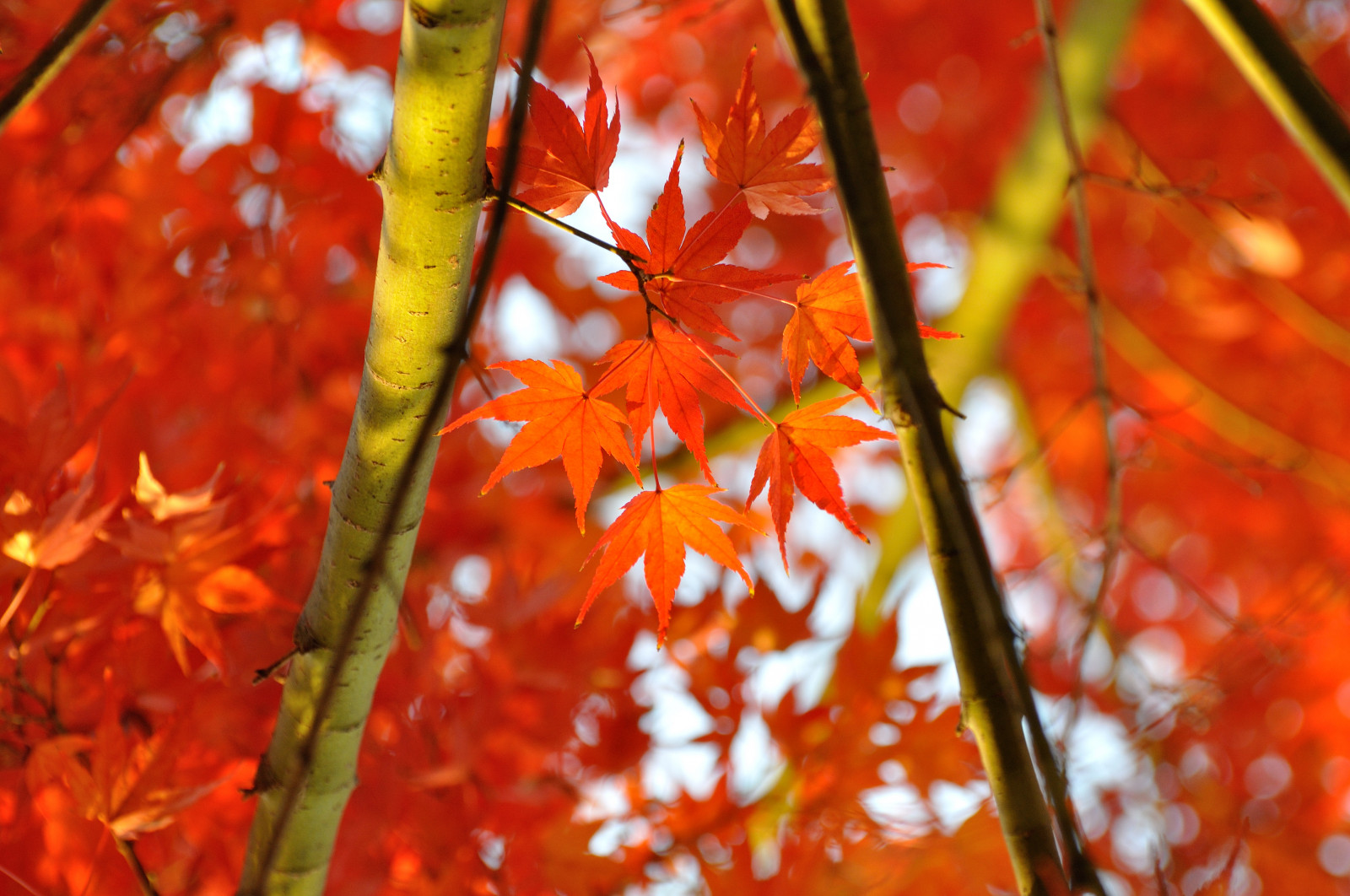 Japan, sollys, blade, natur, rød, vinter, afdeling, Nikon, løv, 2013, Tokyo, træ, efterår, blad, blomst, plante, sæson, 70300, d90, jord plante, blomstrende plante, vedplante, tæt på, makrofotografering, stængelplante, ahorntræ, ahorn blad