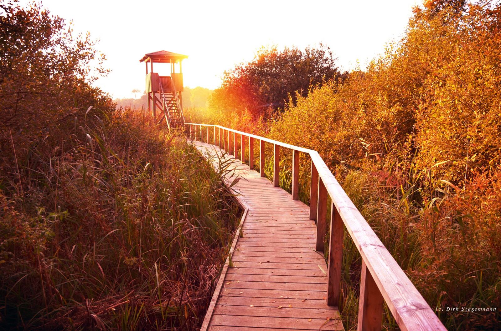 Dallund, vidět, natur, Naturschutz, Dánsko, Dánsko, podzim, Pozadí, větev, jasný, změna, detailní, barva, barvitý, Pojem, space, den, podzim, flóra, les, list, přírodní, Příroda, říjen, oranžový, venkovní, venku, park, Červené, sezóna, sezónní, slunce, strom, živý, žlutý, podzimní, Krásná, rozmazat, hnědý, barvy, denní světlo, květinový, zahrada, obraz, krajina, zanechat, opustit, hora, vícebarevný, Nikdo