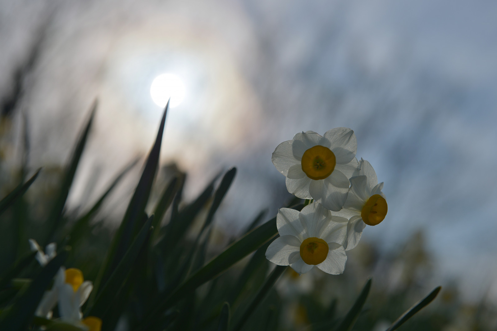 blomster, blå, lys, himmel, Sky, Sol, hvid, blomst, farve, grøn, natur, smuk, Japan, fotografering, Nikon, blå himmel, D800, 2470mm, 2470, narcissuses, nikoor
