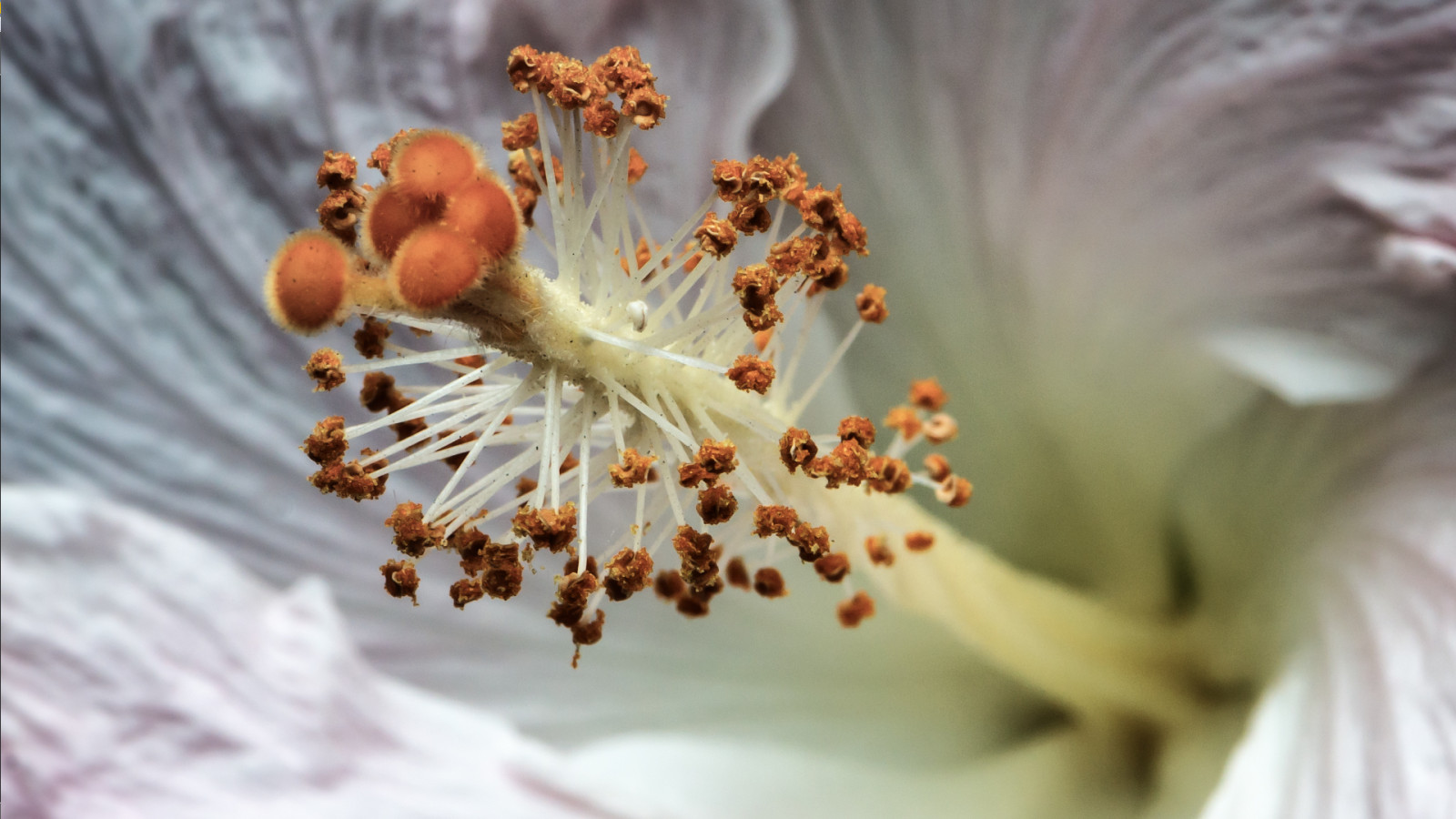 Wallpaper close up, macro photography, flora, flower, spring