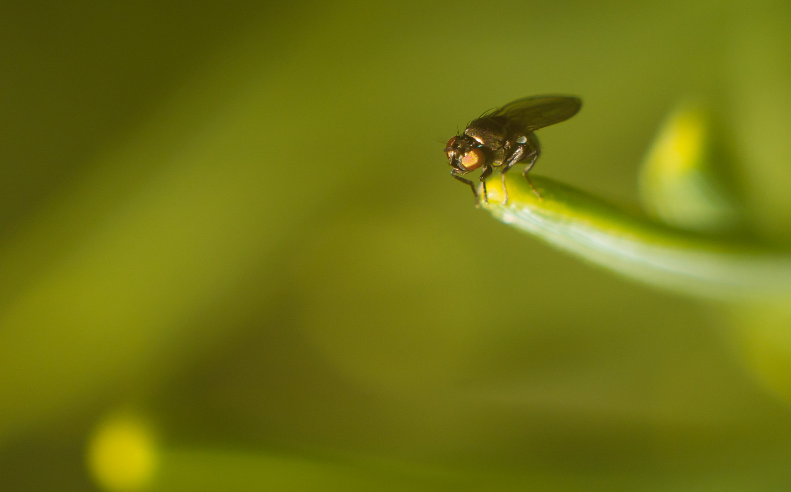 Sony, alfa, A58, Helios, 44m, starý, sovětský, manuál, vinobraní, solidlens, makro, extensiontube, 11, zavřít, detailní, malý, Drobný, málo, zelená, zvíře, hmyz