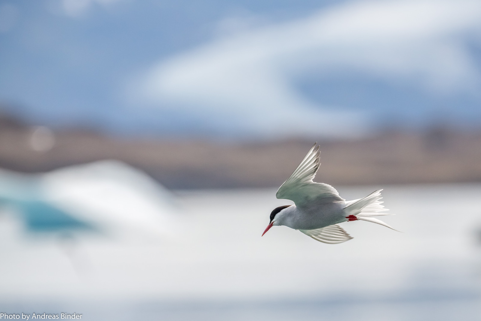 voda, nebe, Volně žijících živočichů, ostrov, zobák, Let, 2016, je, pták, racek, mořský pták, křídlo, fauna, Urlaub, Atmosféra Země, vodní pták, Charadriiformes, fotoreise, ereignisse, Austurland, migrace ptáků, shorebird, Jeřáb jako pták, racek stříbřitý