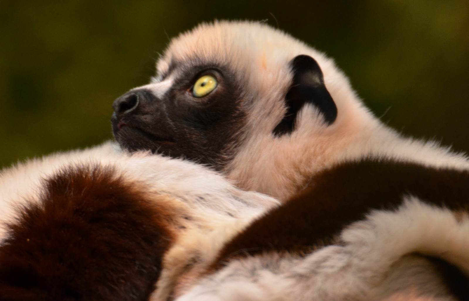 natura, profilo, natura, pelliccia, barba, coccolare, coccole, guardando, lemure, fauna, avvicinamento, grugno, primate, desiderando, cincinnatizoo, jennypansing, Intensi, Sifaka, sguardo ravvicinato, terrestrial animal