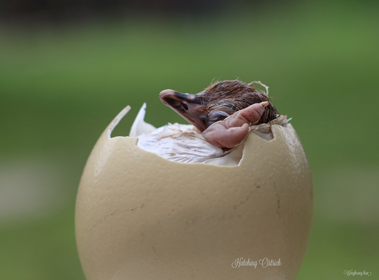 fugle, dyr, mad, æg, fotografering, padde, baby dyr, blomst, fauna, tæt på, makrofotografering