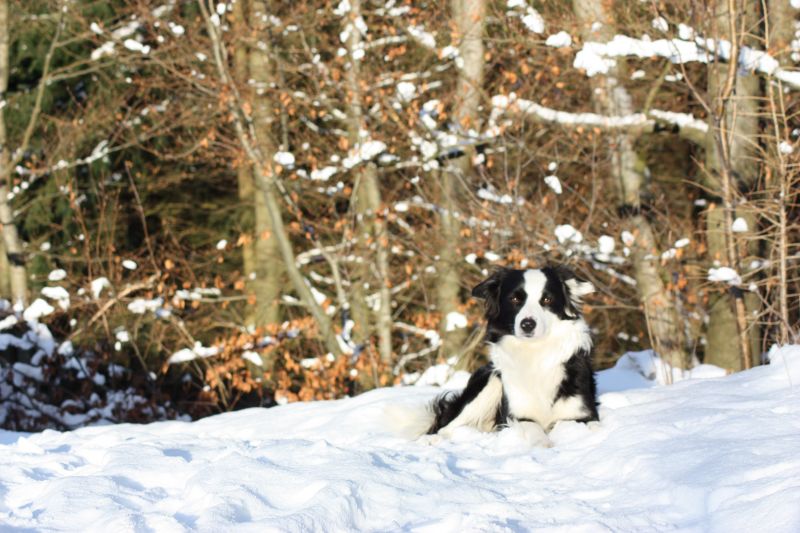 pohon, salju, musim dingin, anjing, Border Collie, cuaca pohon, salju, musim dingin, anjing, Border Collie, cuaca