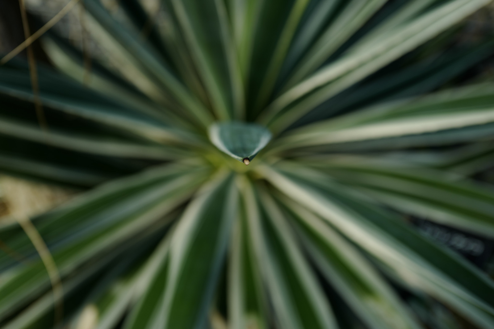 Japonsko, větev, zelená, Leica, Tokio, jp, strom, list, květ, rostlina, flóra, Shinjuku, shinjukugyoen, summilux, leicaq, summilux1728, q, 1728, botanika, suchozemská rostlina, kvetoucí rostlina, dřevina, makro fotografie, závod stonek, arecales, palm rodina, Saw Palmetto, agáve