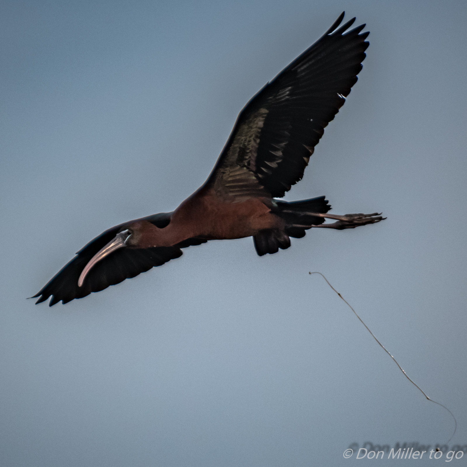 ptactvo, Příroda, venku, Volně žijících živočichů, dravý pták, orel, papírový drak, zobák, Florida, Sokol, Let, pták, pozorování ptáků, venicerookery, hnízdiště ptáků, D5500, kondor, káně, křídlo, obratlovců, sup, Accipitriformes