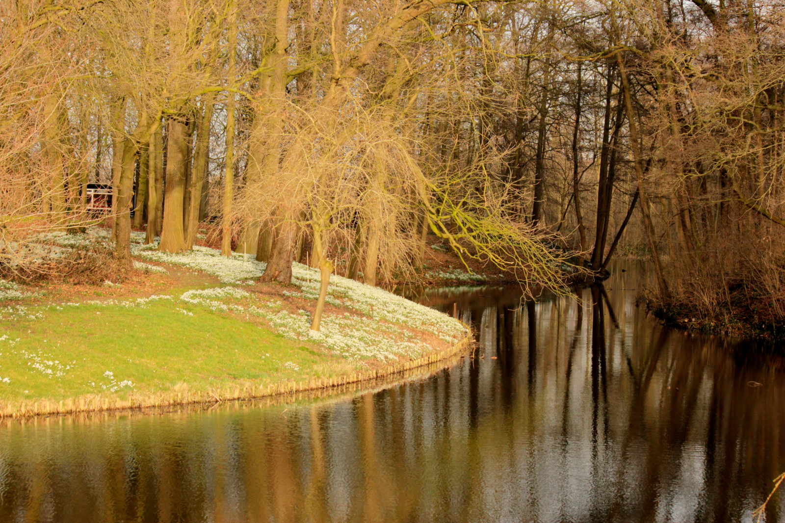Spring Reflection Background Wallpaper : reflection, spring, snowdrops, lente, reflectie ...