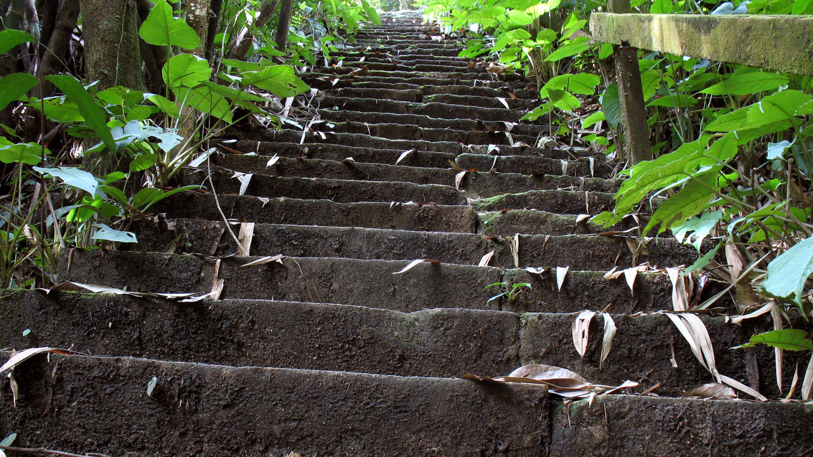 1920x1080 px, efterår, stiger, blad