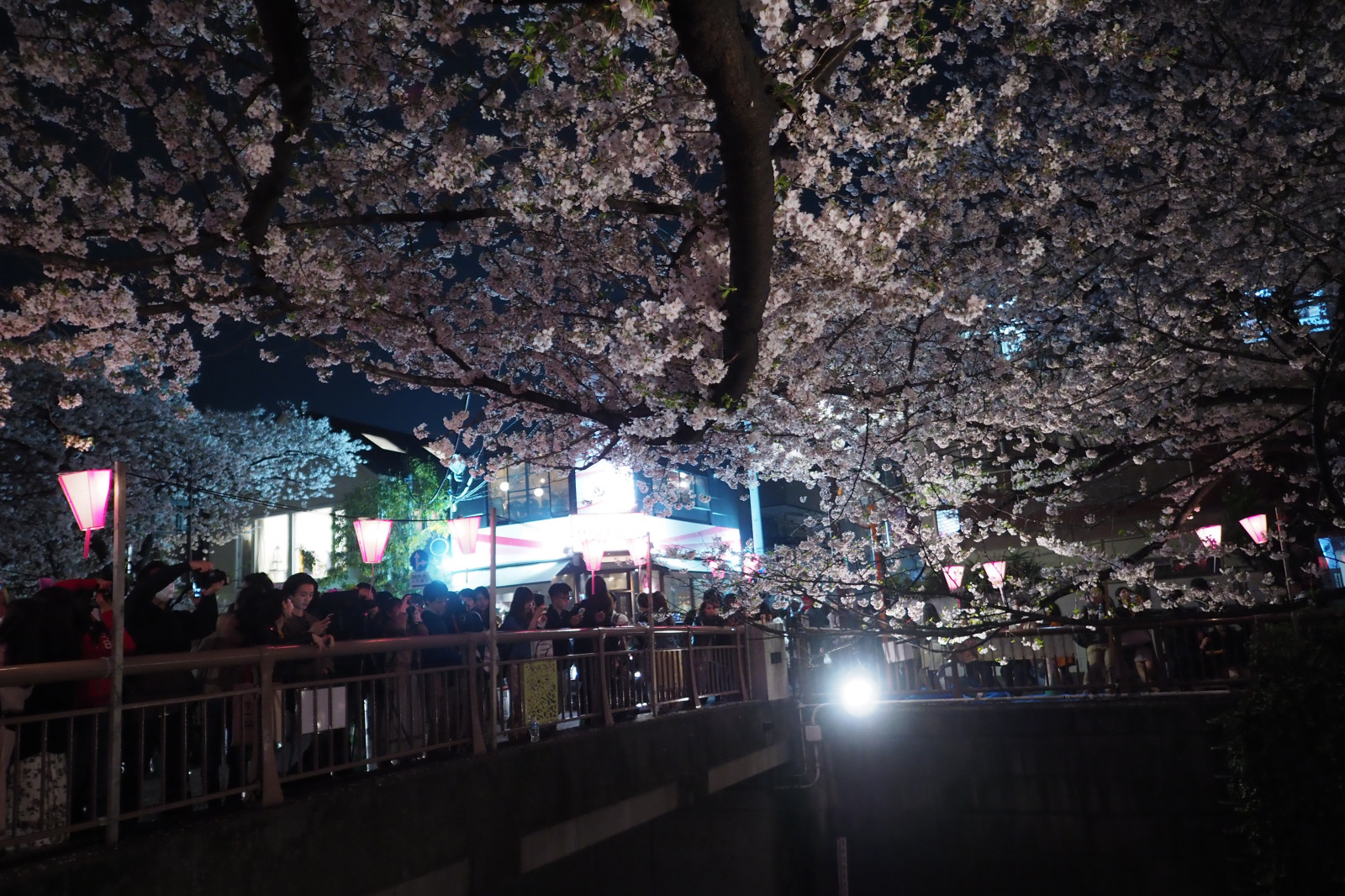 Japonsko, noc, večer, Třešňový květ, Pero, Tokio, Olympus, jp, strom, květ, třešeň, sakura, tma, 12mmf20, mzuiko, penf, ZUIKO, mzuikodigitaled12mmf20, třešňové květy, meouroriver