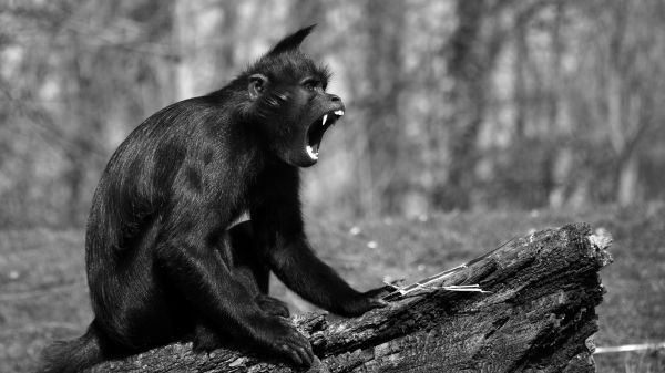 black, monochrome, portrait, nature, park, wildlife