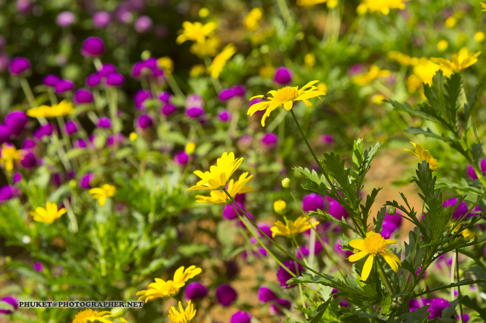 zahrada, kopec, Příroda, Červené, tráva, nebe, motocykl, pole, zelená, žlutý, modrý, mlha, čaj, květ, Malajsie, růžový, Thajsko, mrak, strom, cestovat, list, hora, květ, lučina, rostlina, flóra, mě, starý styl, okvětní lístek, fiel, výlet, louka, cesta, plavba, phuket, moto, Leathes, cameron, vrchovina, geo, phuketian, Kedah, Stát, plantáž, divoká rostlina, trávník, prérie, místo výskytu, přírodní prostředí, botanika, suchozemská rostlina, kvetoucí rostlina, ekosystém, jednoletá rostlina, makro fotografie, daisy rodina, zahrada kosmos