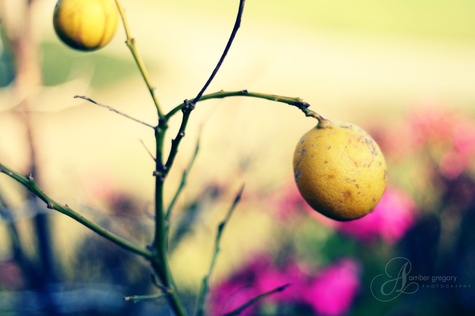 Wallpaper tree, fruit, lyrics, crossprocessed, bokeh, virtue, lemons