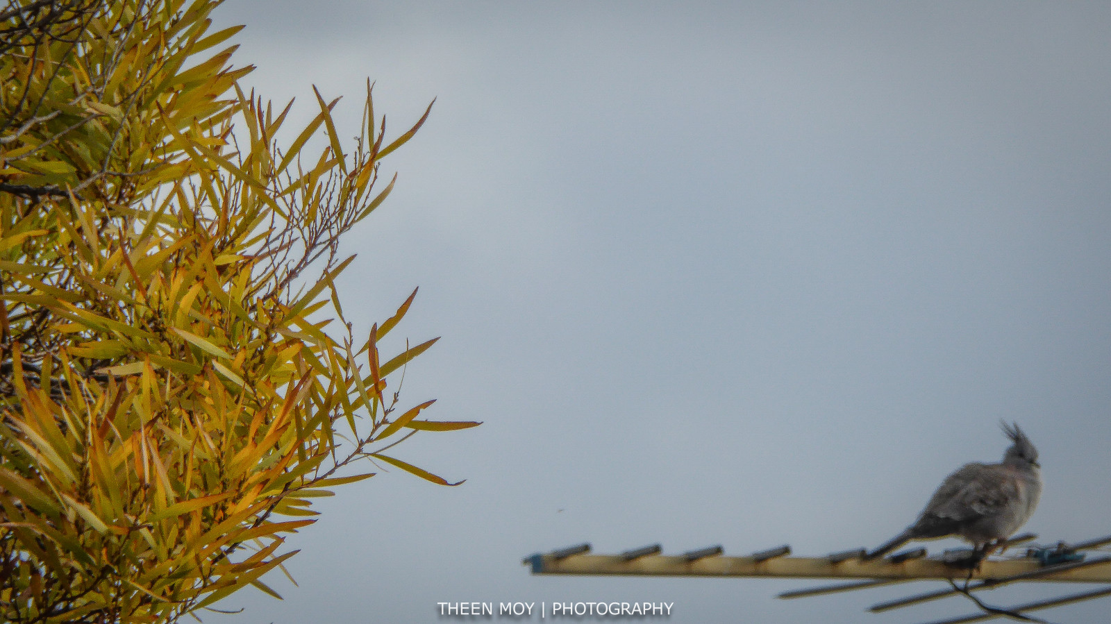 Blätter, Schwanz, Himmel, Ast, Tierwelt, grau, Gold, Fernseher, Antenne, Schnabel, Adelaide, Baum, golden, bewölkt, Vogel, Taube, Hintergrund, Flora, Feder, Lumix, Flügel, Fauna, Vordergrund, Zweig, Ökosystem, Grasfamilie, Theen, Fernsehen, Crested, Marionroad, Foliagetree, plant community