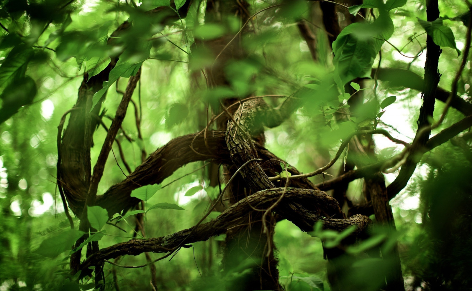 branches, leaves, textures, green