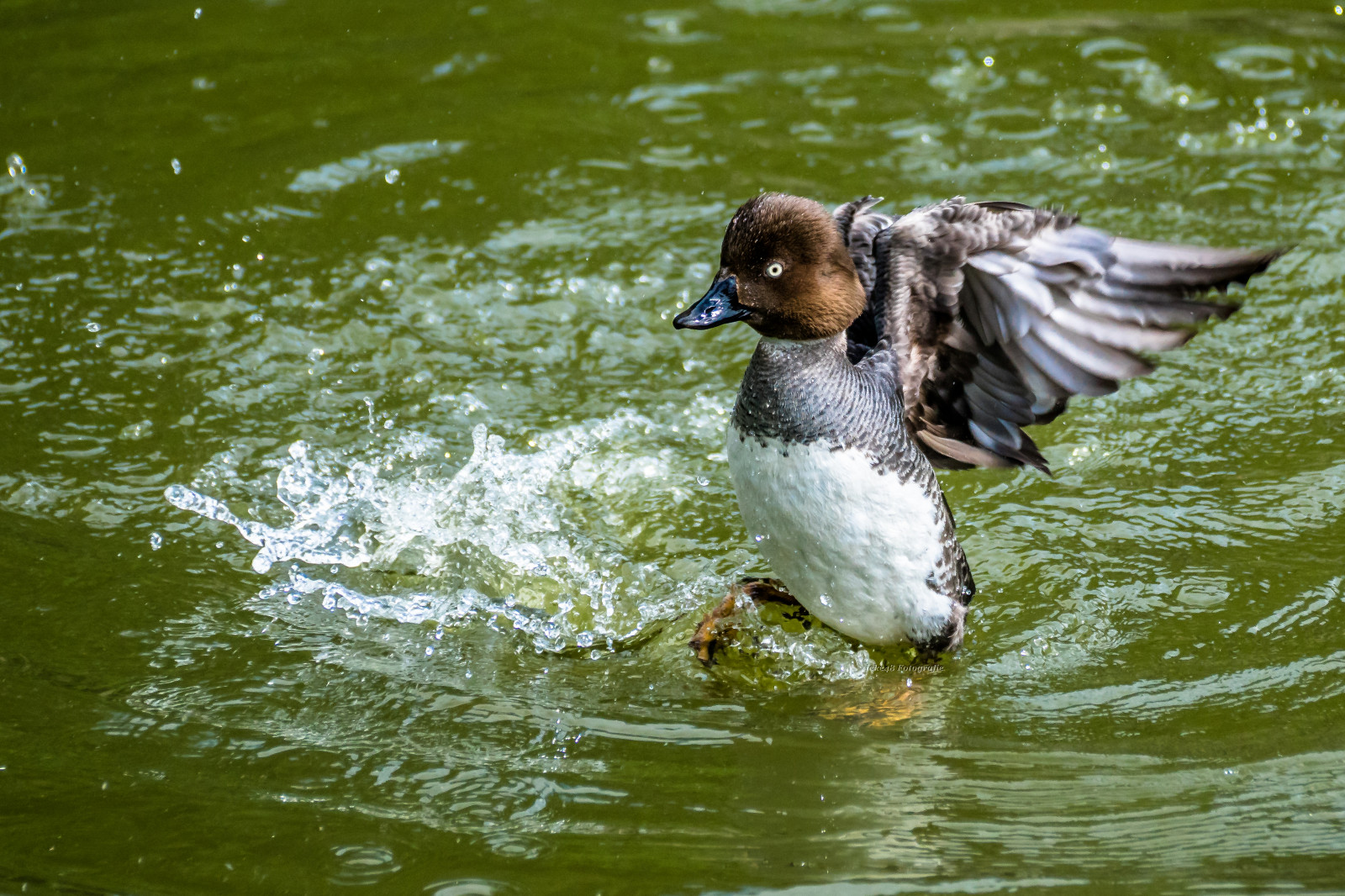 portrét, voda, Příroda, tráva, detailní, zelená, modrý, vzor, Volně žijících živočichů, textura, Sony, koruna, zoologická zahrada, kachna, bokeh, rybník, husa, jasný, zobák, divoká kachna, 2016, Krásná, zvíře, dosti, vibrující, pták, krása, Pozadí, hledá, Pírko, natur, detail, alfa, auge, elegantní, potrait, wasser, vogel, fauna, licht, Schatten, řada, elegance, letní, Ente, vodní ptáci, vodní pták, kachen, hus a labutě, fl gel, 77m2, Schnabel, pávice, WELLE, Feder, Umwelt, seaduck, Schlagen, Bstrakt, Schellente, Ickr48