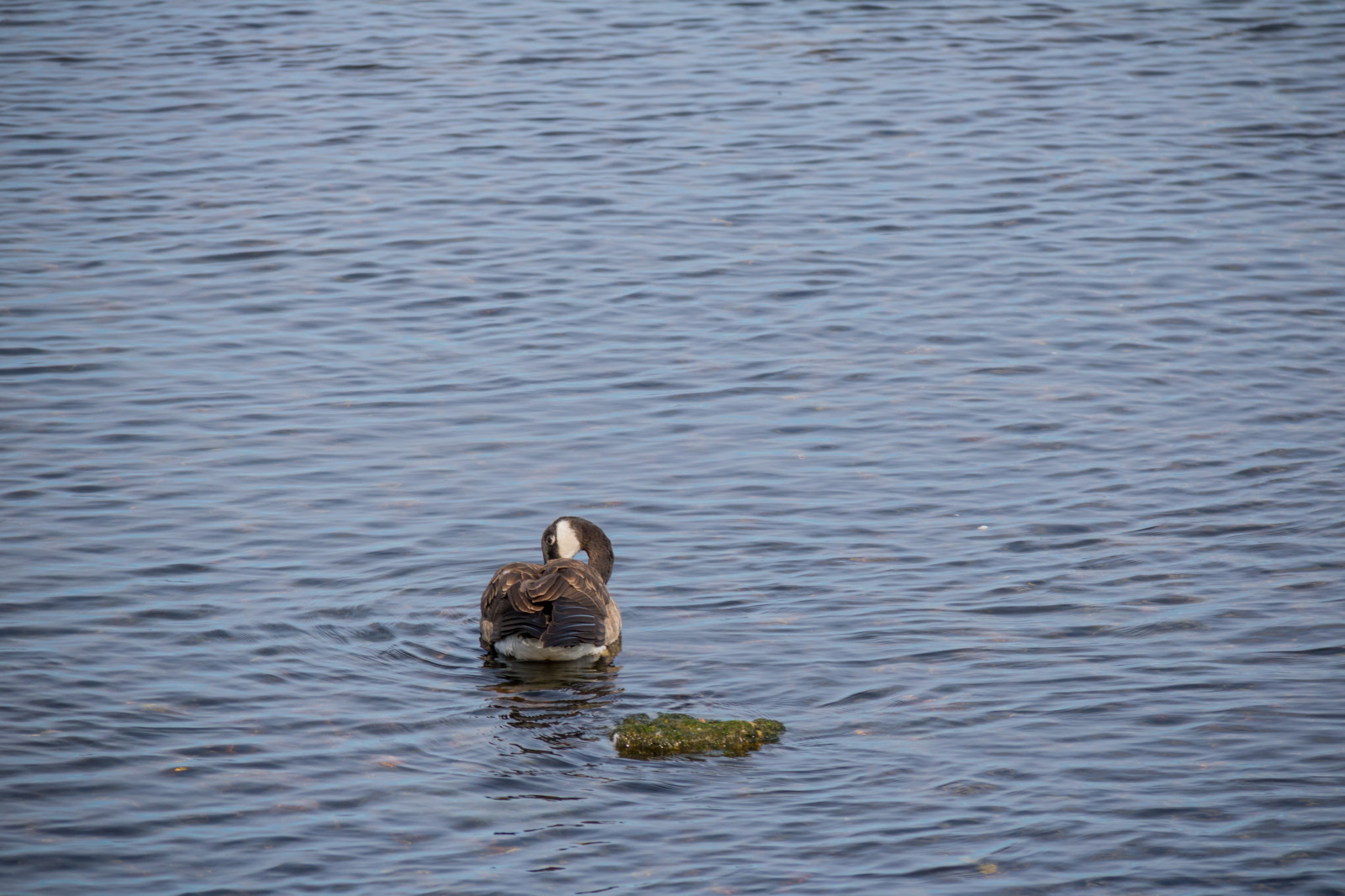 mare, lago, acqua, riflessione, natura, anatra, uccello, vatten, HAV, f gel, Sterlen, modello canoneos760d exif, geocountry, Marca fotocamera Canon, Geocity, modello di fotocamera canoneos760d, geostate, geolocalizzazione, Lente exif efs18200mmf3556is, exif focalLength 200 millimetri, exif fare canon, exif ISOSPEED 100, apertura exif 71, Simrishamn, fauna, Uccelli acquatici, vertebrato, acqua uccello, anatre, oche e cigni