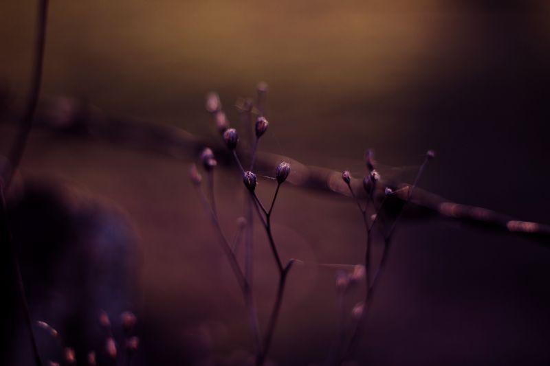 Beleuchtung, Nacht-, Pflanzen, Fotografie, Makro, Ast Beleuchtung, Nacht-, Pflanzen, Fotografie, Makro, Ast