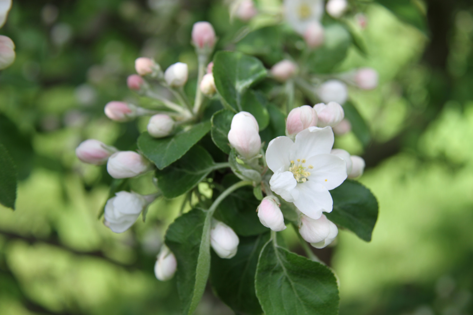 Gıda, doğa, Şube, meyve, yeşil, Çiçeği, Yasemin, Evergreen, Ağaç, çiçek, bitki, bitki örtüsü, yabani çiçek, üretmek, botanik, Kara bitki, Çiçekli bitki, Odunsu bitki, çalı, Makro fotoğrafçılığı