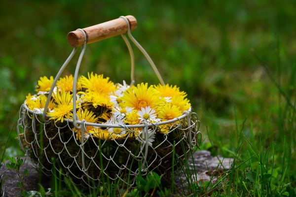flowers,dandelions,basket