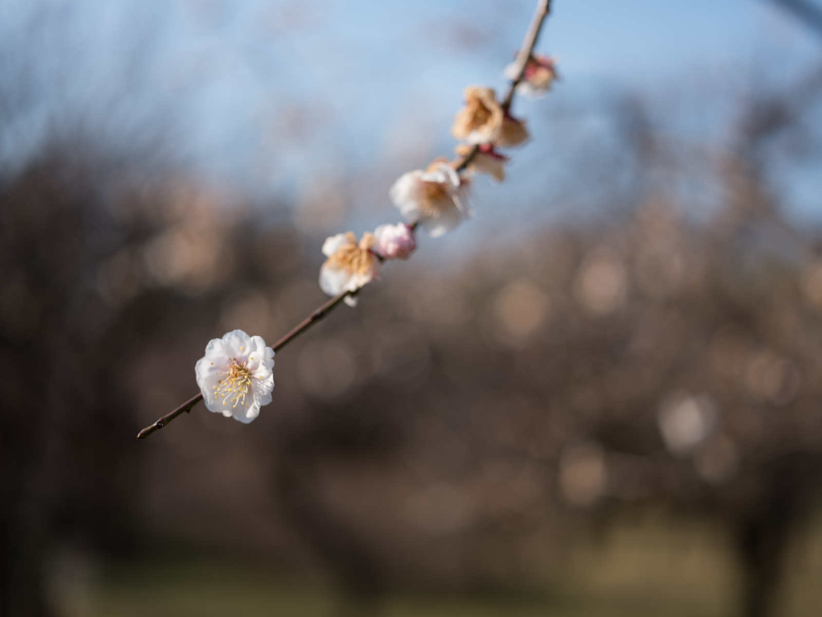 Japonsko, slunečnímu záření, Příroda, zima, fotografování, větev, mráz, Třešňový květ, květ, jaro, Tokio, Fujifilm, jp, strom, podzim, list, květ, rostlina, sezóna, flóra, pupen, fuji, Fujinon, gf, gf63mm, gf63mmf28rwr, gfx, gfx50s, jindaibotanicalgardens, Chofu, větvička, vyrobit, zblízka, makro fotografie, závod stonek