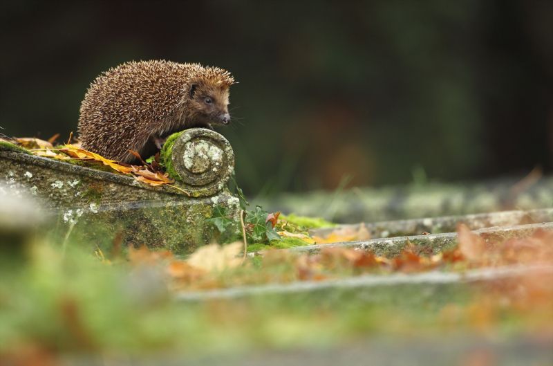 zvěř, Příroda, veverka, Volně žijících živočichů, městský, makro zvěř, Příroda, veverka, Volně žijících živočichů, městský, makro