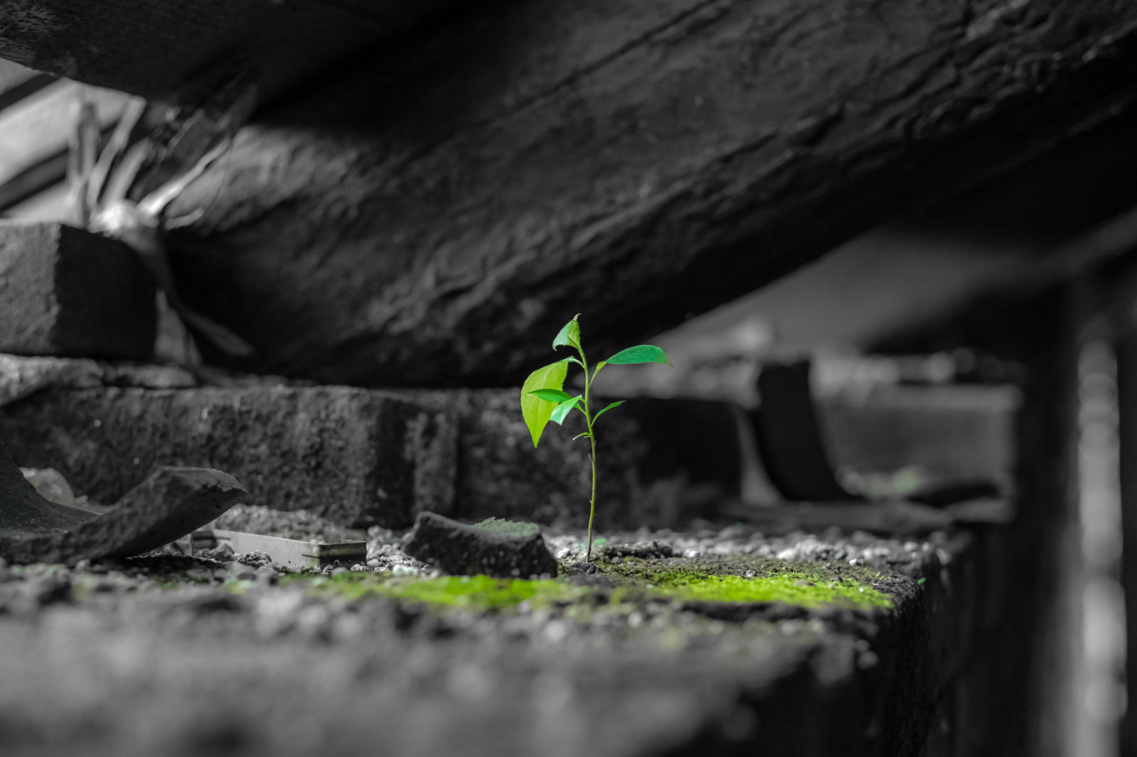 หญ้า, อิฐ, ไม้, สีเขียว, ปราสาท, ความตาย, 12, Vita, ฟูจิ, ความมืด, xf, castello, เวิร์ด, ภาพหน้าจอ, สำรวจ, morte, ไฟล์, Erba, 56, Legno, Mattoni