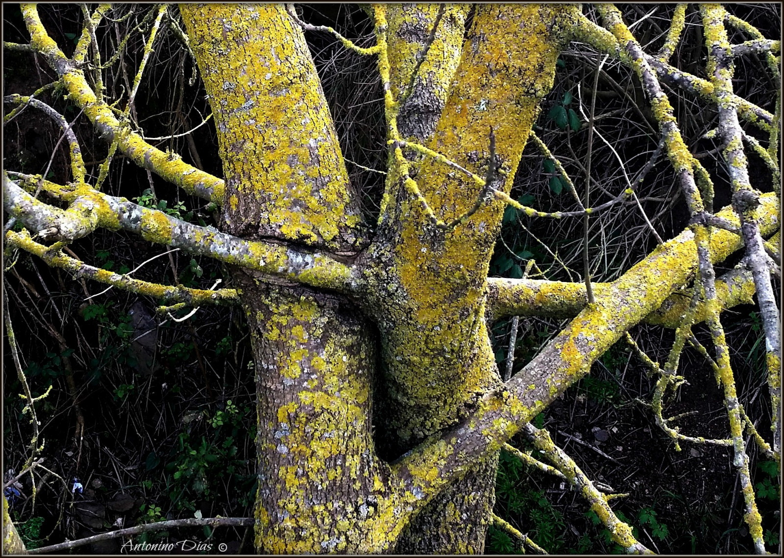 les, galaxie, větev, Samsung, jaro, bříza, Portugalsko, Vykořenit, Sintra, strom, list, rostlina, flóra, vegetace, natureza, lisboa, musica, arvores, zálesí, větvička, dřevina, kufr, závod stonek, opadavý, poema, m sico, patrim niomundial, Passeios, Queluz, Pal cionacionaldequeluz, Caprichos, Matinhadequeluz, Abra adas, Antoninodias13, Miguelgameiro