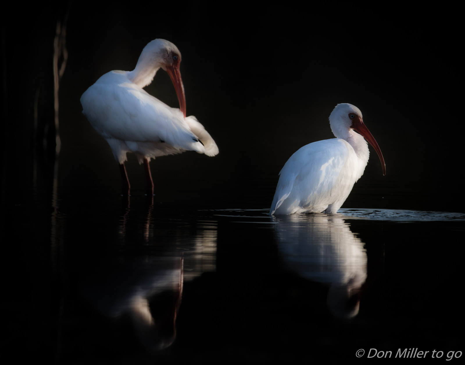 ptactvo, voda, Příroda, odraz, venku, Volně žijících živočichů, zobák, Florida, půlnoc, ibis, pták, zlatá hodina, D810, pozorování ptáků, onawalk, vodní ptáci, nik, odrazy, křídlo, fauna, obratlovců, vodní pták