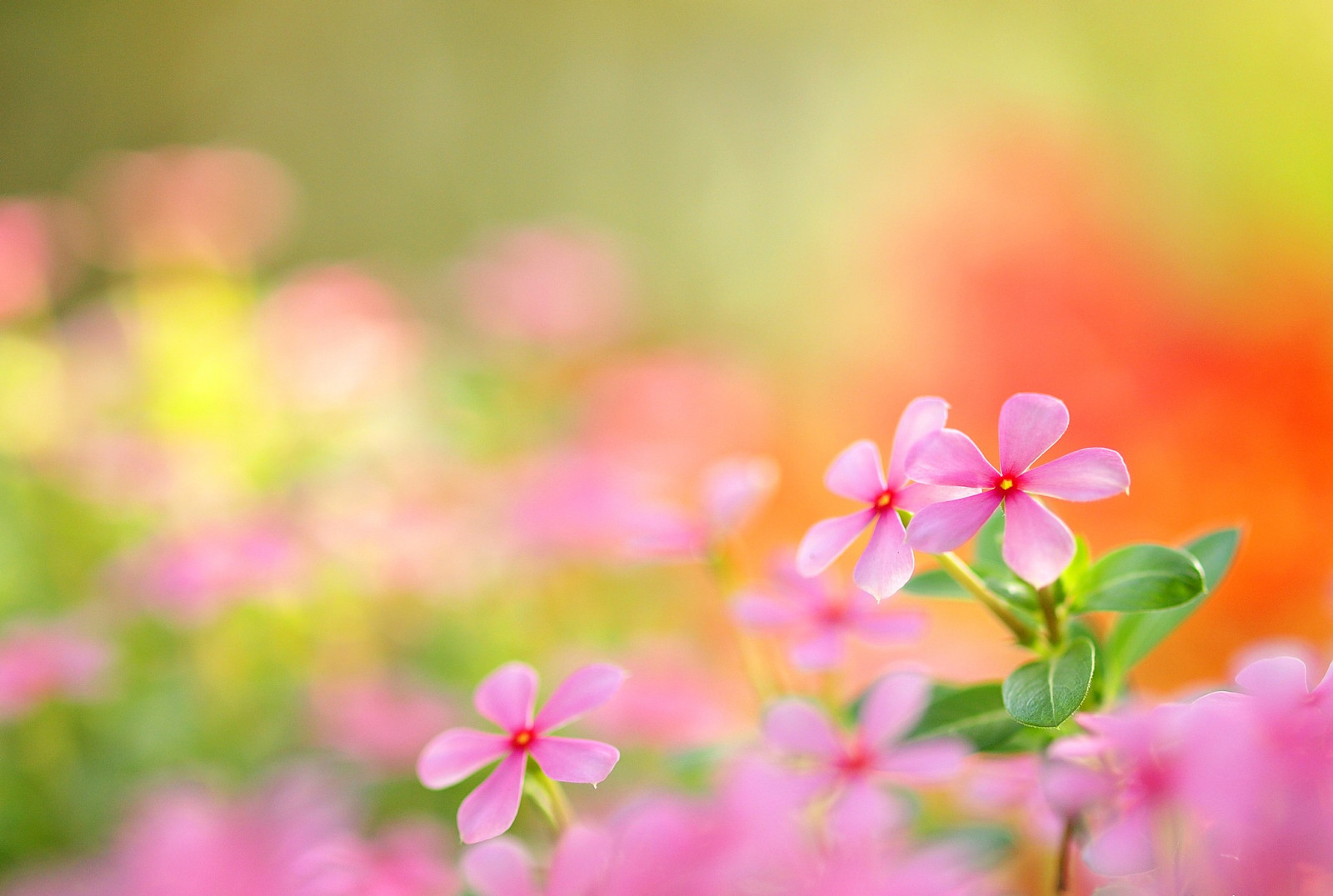 slunečnímu záření, Příroda, tráva, rostliny, pole, makro, zelená, květ, růžový, list, květ, rostlina, flóra, okvětní lístek, louka, divoká rostlina, botanika, suchozemská rostlina, kvetoucí rostlina, zblízka, jednoletá rostlina, makro fotografie, zahrada kosmos